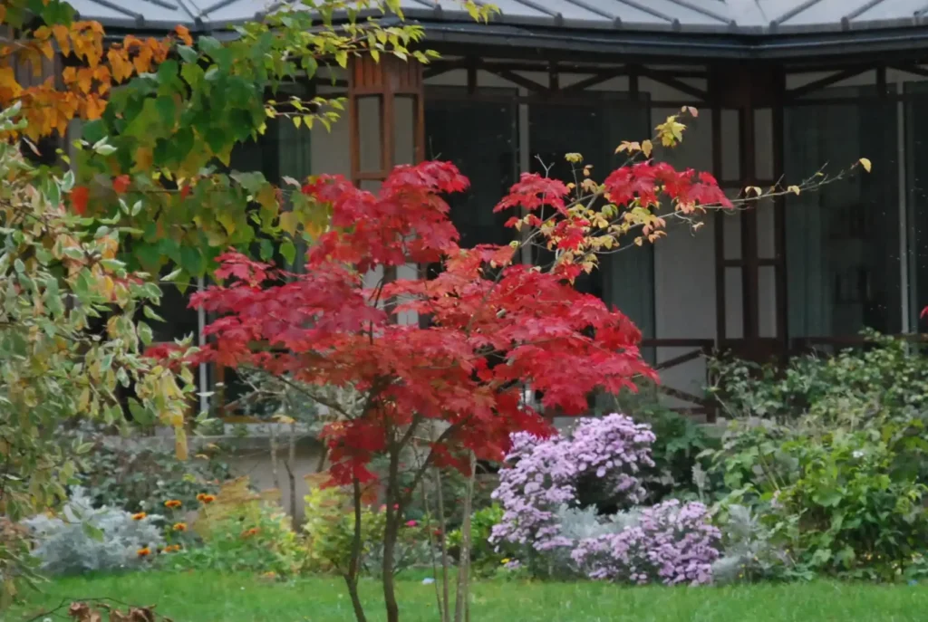 Arbres et arbustes dans un espace paysager.