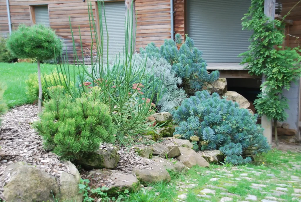 Plantation d'arbustes intégrés aux roches et allées pavée et végétalisée.